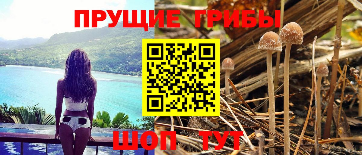 Псилоцибиновые грибы Cubensis  Серпухов 